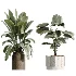 AV Indoor Plants Set 516 Licuala Palm Ficus Marginata Yucca and Olive Ficus - Thumbnail 6