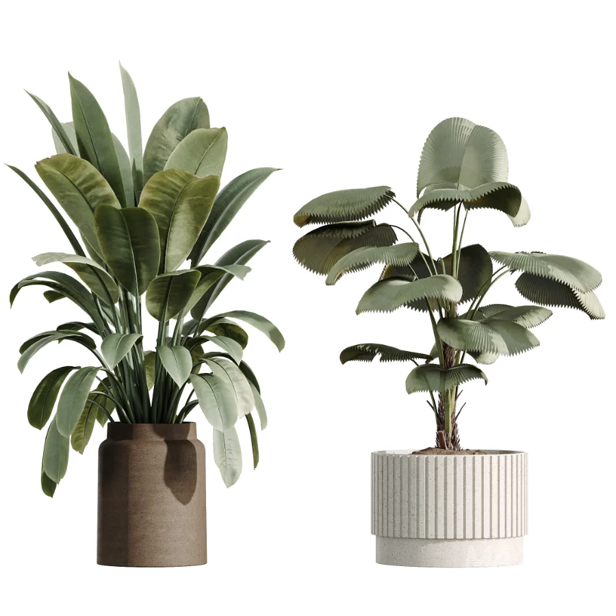 AV Indoor Plants Set 516 Licuala Palm Ficus Marginata Yucca and Olive Ficus - Image 6