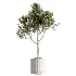 AV Indoor Plants Set 531 Olive Lemon Dragon Sansevieria Schefflera Arboricola - Thumbnail 4
