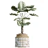 AV Indoor Plants Set 509 Licuala Palm Olive Ficus Binnendijkii Drupifera Areca Palm - Thumbnail 4