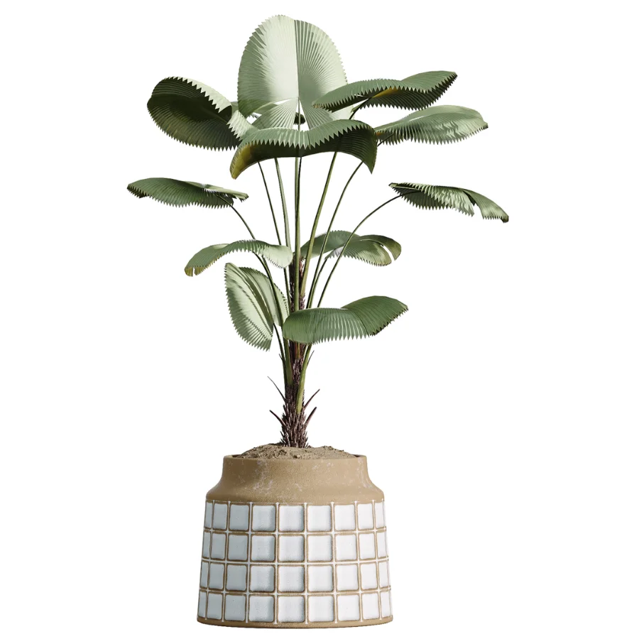 AV Indoor Plants Set 509 Licuala Palm Olive Ficus Binnendijkii Drupifera Areca Palm - Image 4