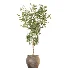 AV Indoor Plants Set 537 Cunjevoi Alocasia Olive Briful Pachira Ficus Marginata - Thumbnail 2