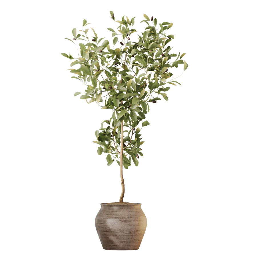 AV Indoor Plants Set 537 Cunjevoi Alocasia Olive Briful Pachira Ficus Marginata - Image 2