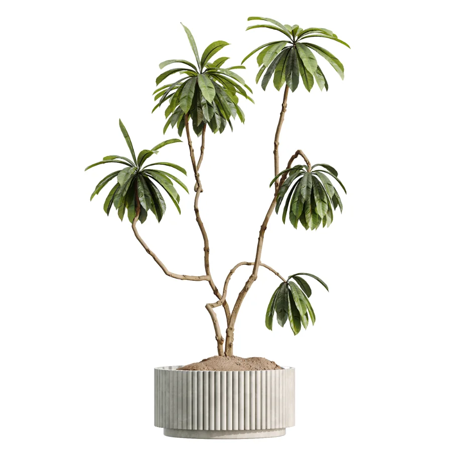 AV Indoor Plants Set 513 Aloe Vera Elegant Monstera Alnus Ficus Areca Palm - Image 4
