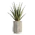 AV Indoor Plants Set 513 Aloe Vera Elegant Monstera Alnus Ficus Areca Palm - Thumbnail 2