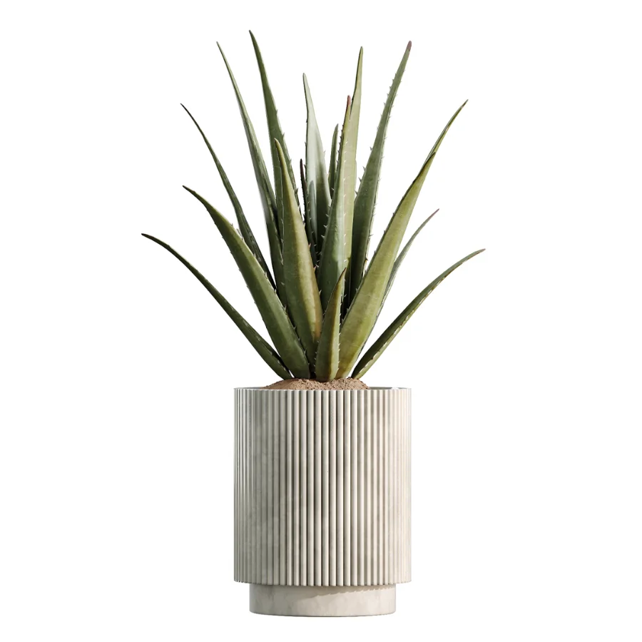 AV Indoor Plants Set 513 Aloe Vera Elegant Monstera Alnus Ficus Areca Palm - Image 2