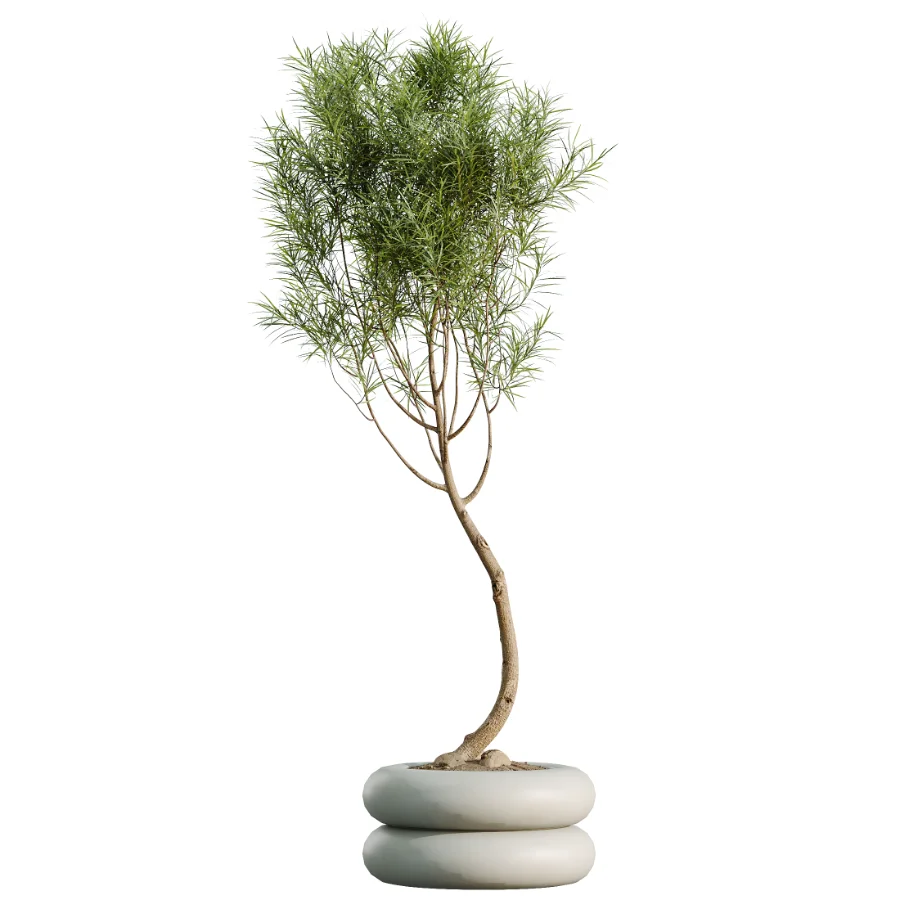 AV Indoor Plants Set 517 Ficus Coconut Palm Ficus Elastica Olive Eucalyptus - Image 4