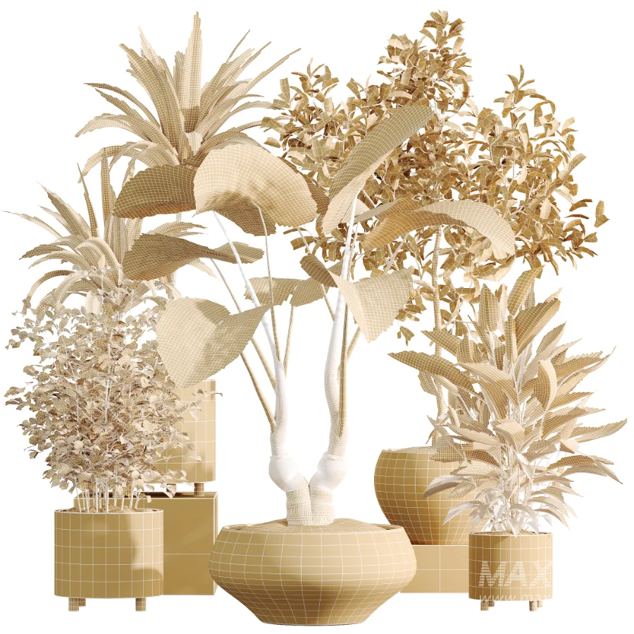 AV Indoor Plants Set 506 Peace Lily Cunjevoi Briful Pachira Warneckii Alnus - Image 6