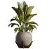 AV Indoor Plants Set 528 Rhapis Palm Ficus Marginata Banana African Fig - Thumbnail 5
