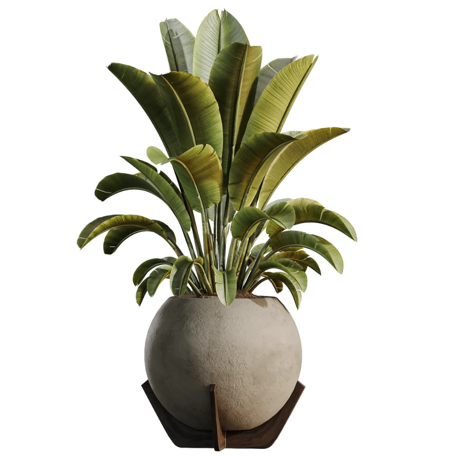 AV Indoor Plants Set 528 Rhapis Palm Ficus Marginata Banana African Fig - Image 5