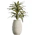 AV Indoor Plants Set 532 Ficus Marginata African Fig Banana Olive Lemon Dragon - Thumbnail 5