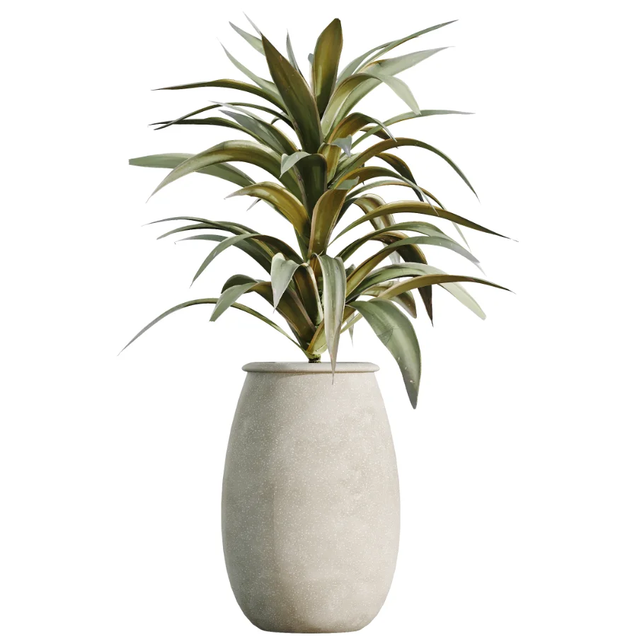 AV Indoor Plants Set 532 Ficus Marginata African Fig Banana Olive Lemon Dragon - Image 5