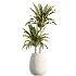 AV Indoor Plants Set 515 Dracaena Warneckii Banana Ficus Microcarpa Bonsai Lemon Tree - Thumbnail 6