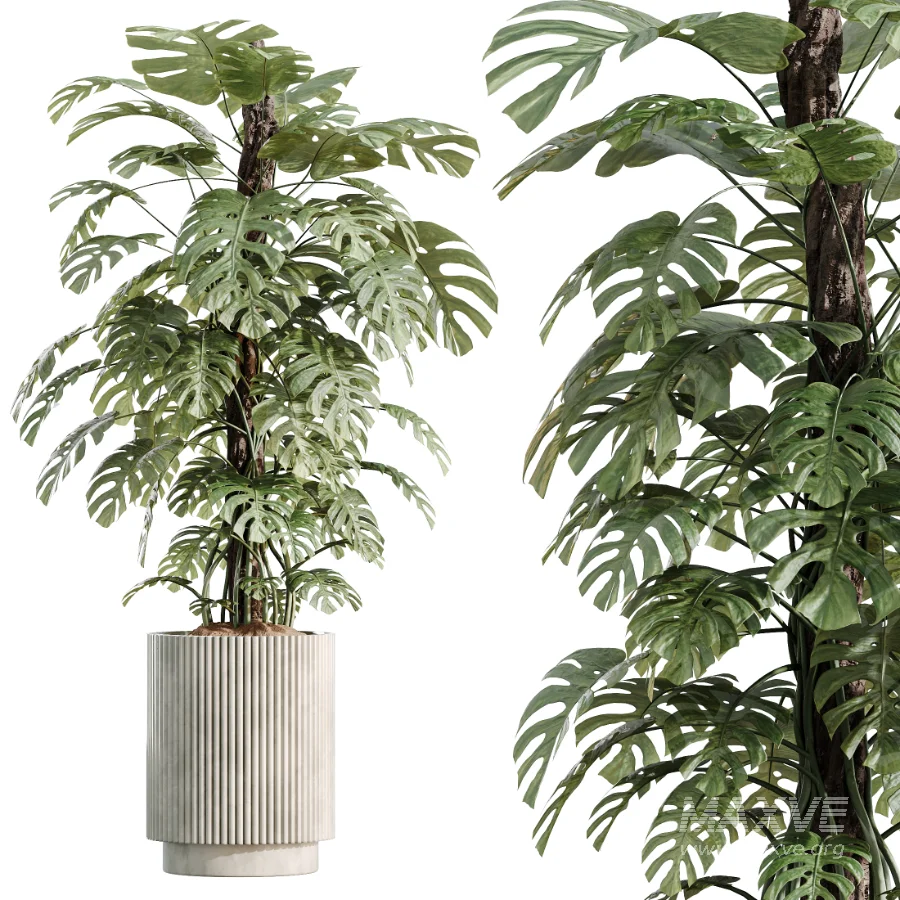 AV Indoor Plants Set 513 Aloe Vera Elegant Monstera Alnus Ficus Areca Palm - Image 5