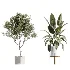 AV Indoor Plants Set 504 Ficus Elastica Olive Ficus lyrata Cactus Euphorbia - Thumbnail 6