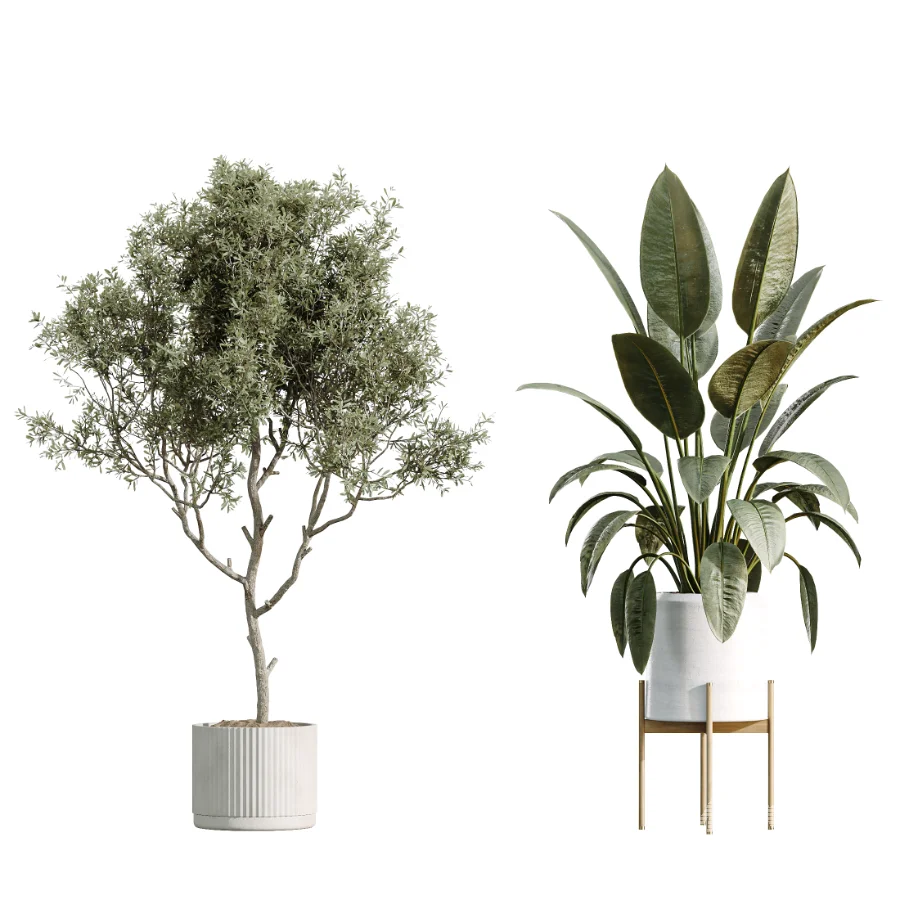 AV Indoor Plants Set 504 Ficus Elastica Olive Ficus lyrata Cactus Euphorbia - Image 6