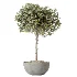 AV Indoor Plants Set 530 Olive Fruit Orange Tree Lemon Lime Calathea Lutea - Thumbnail 2