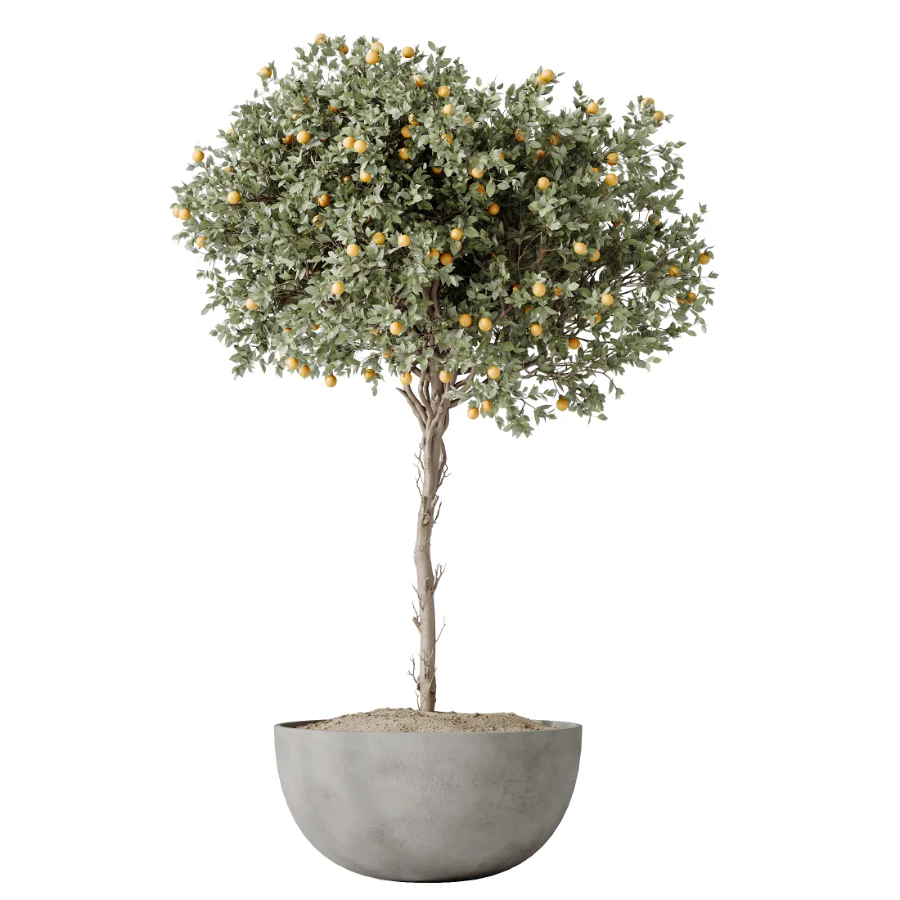 AV Indoor Plants Set 530 Olive Fruit Orange Tree Lemon Lime Calathea Lutea - Image 2