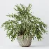 AV Indoor Plants Set 519 Orange Tree Ficus Marginata Alocasia Areca Palm Olive - Thumbnail 1
