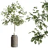 AV Indoor Plants Set 516 Licuala Palm Ficus Marginata Yucca and Olive Ficus - Thumbnail 4