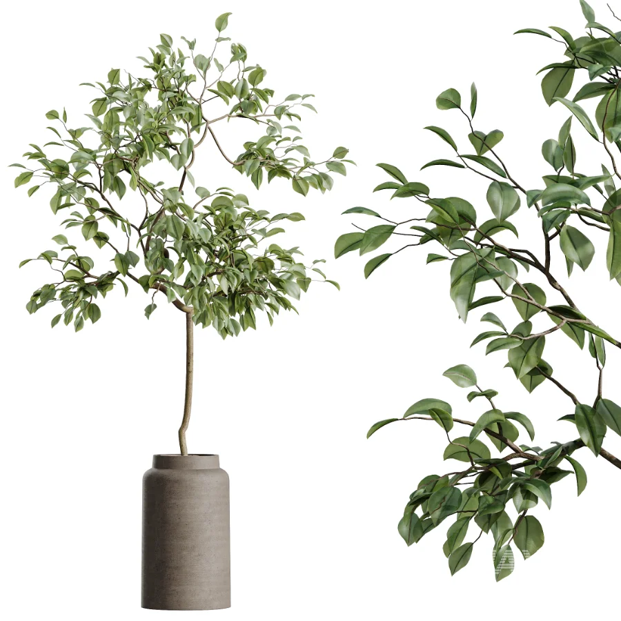 AV Indoor Plants Set 516 Licuala Palm Ficus Marginata Yucca and Olive Ficus - Image 4