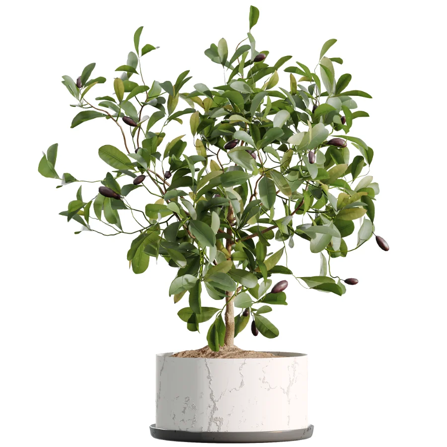 AV Indoor Plants Set 510 Yucca Briful Pachira Banana Olive - Image 4