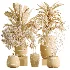 AV Indoor Plants Set 532 Ficus Marginata African Fig Banana Olive Lemon Dragon - Thumbnail 7