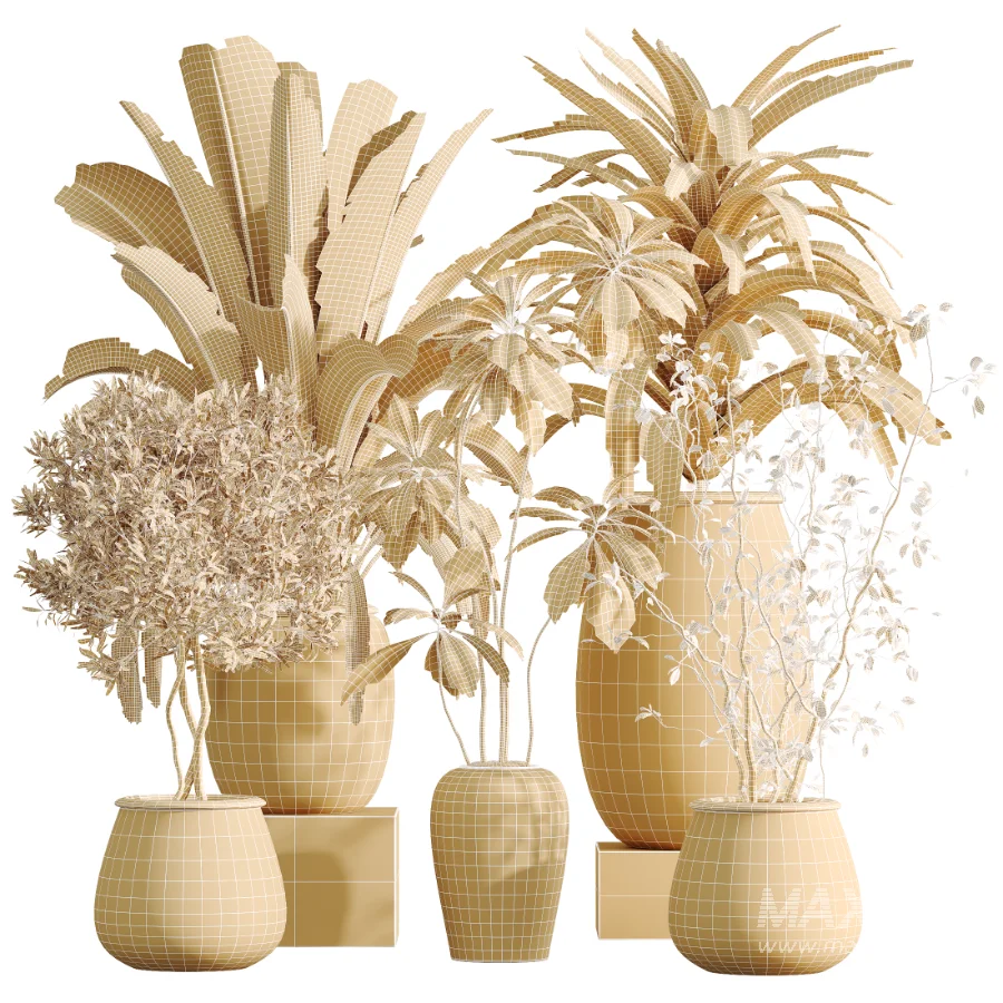 AV Indoor Plants Set 532 Ficus Marginata African Fig Banana Olive Lemon Dragon - Image 7