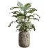 AV Indoor Plants Set 511 Olive Ficus microcarpa Rhapis Palm Giant Monstera - Thumbnail 8