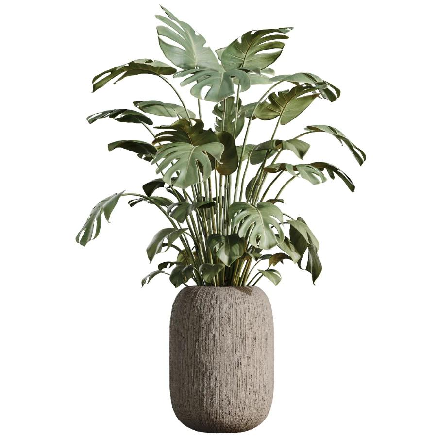 AV Indoor Plants Set 511 Olive Ficus microcarpa Rhapis Palm Giant Monstera - Image 8