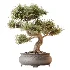 AV Indoor Plants Set 534 ParadiseBird Areca Palm Olive Ficus Dracaena Marginata - Thumbnail 5