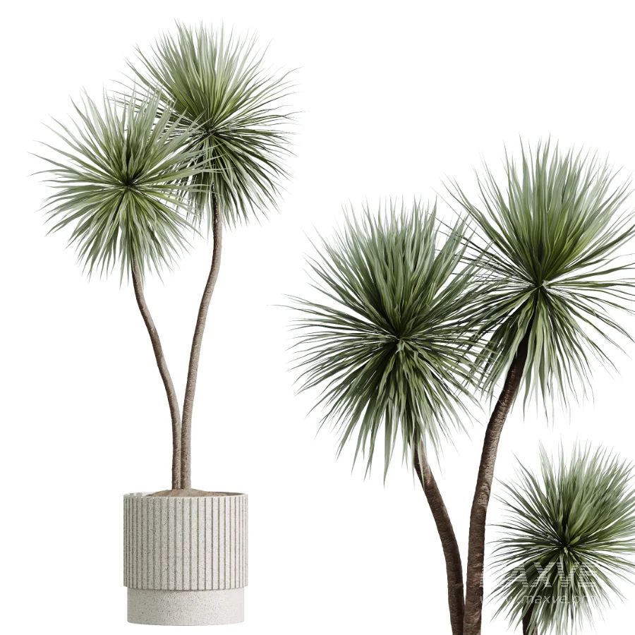 AV Indoor Plants Set 516 Licuala Palm Ficus Marginata Yucca and Olive Ficus - Image 5