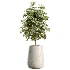 AV Indoor Plants Set 507 Yucca Banana Olive Orange Tree Schefflera Arboricola - Thumbnail 2
