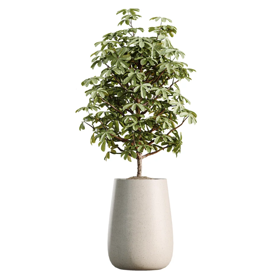 AV Indoor Plants Set 507 Yucca Banana Olive Orange Tree Schefflera Arboricola - Image 2