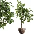 AV Indoor Plants Set 519 Orange Tree Ficus Marginata Alocasia Areca Palm Olive - Thumbnail 7