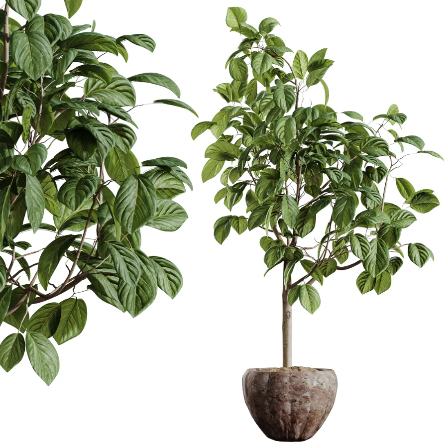 AV Indoor Plants Set 519 Orange Tree Ficus Marginata Alocasia Areca Palm Olive - Image 7