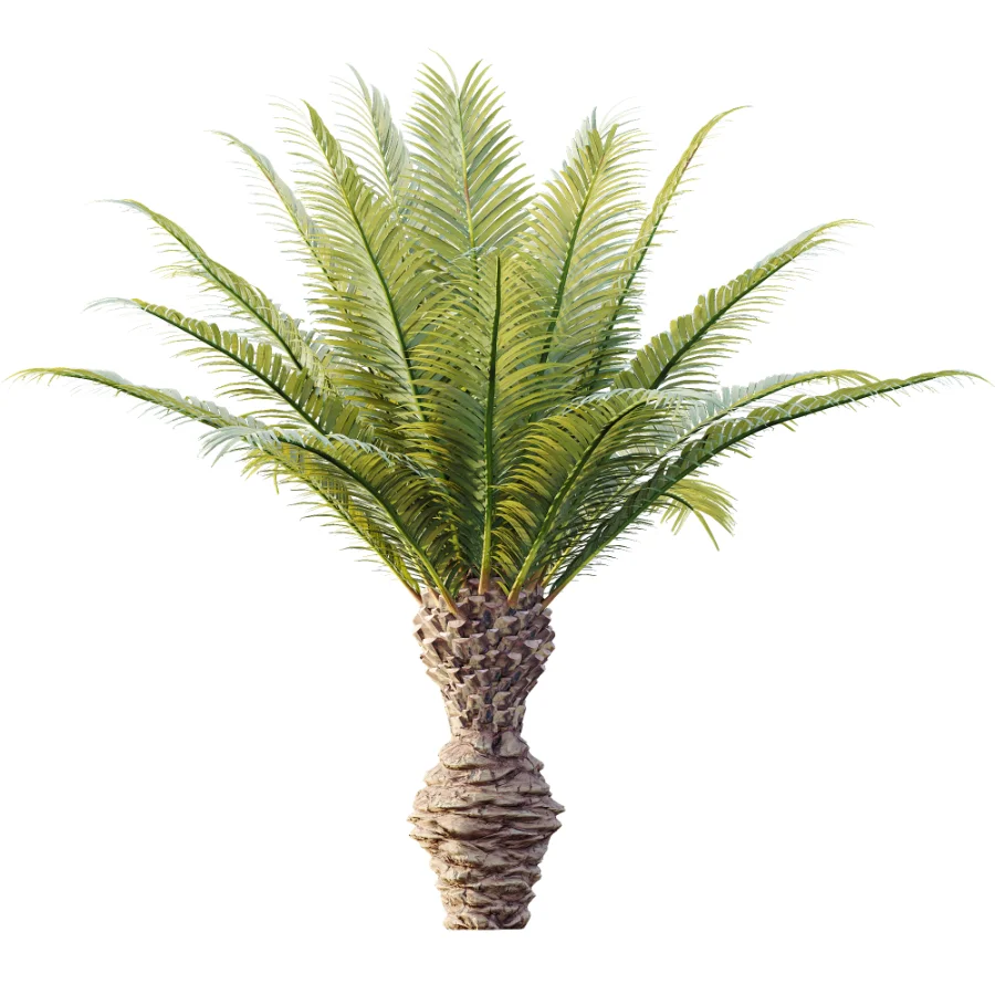 AV Plant Phoenix Canariensis Palm Tree 03 - Image 2