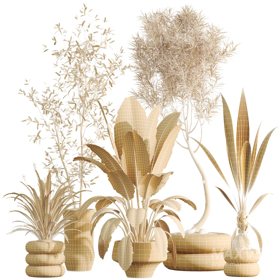 AV Indoor Plants Set 517 Ficus Coconut Palm Ficus Elastica Olive Eucalyptus - Image 9