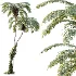 AV Plant Sphaeropteris Lepifera Palm Tree 02 - Thumbnail 1