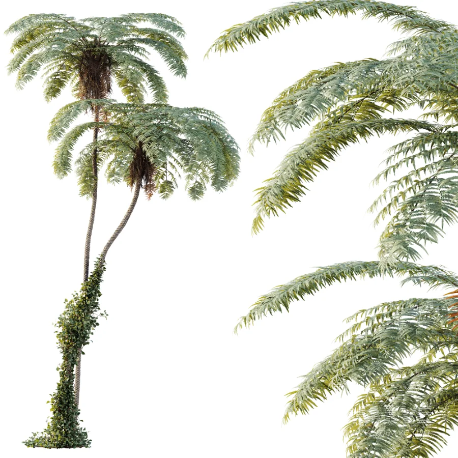 AV Plant Sphaeropteris Lepifera Palm Tree 02 - Image 1