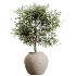 AV Indoor Plants Set 516 Licuala Palm Ficus Marginata Yucca and Olive Ficus - Thumbnail 2