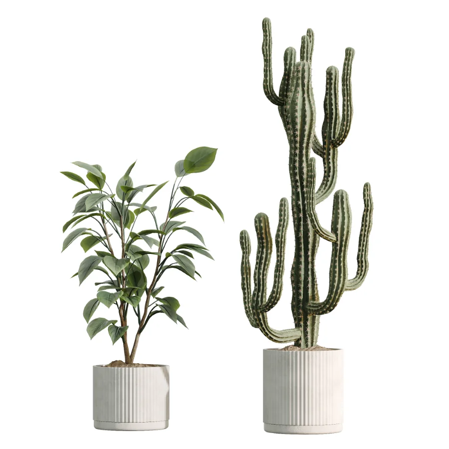 AV Indoor Plants Set 504 Ficus Elastica Olive Ficus lyrata Cactus Euphorbia - Image 8