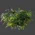 AV Plant Rhapis Excelsa Palm Bush 02 - Thumbnail 5