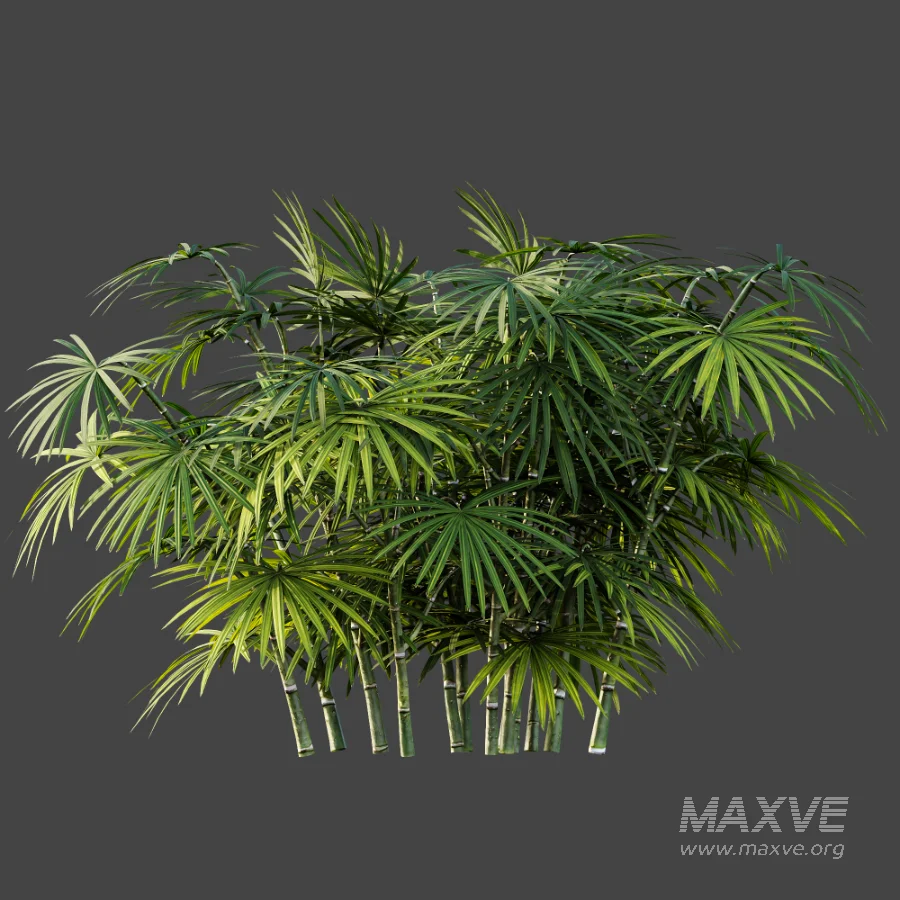 AV Plant Rhapis Excelsa Palm Bush 02 - Image 5
