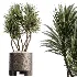 AV Indoor Plants Set 508 Yucca Ficus microcarpa Calathea Lutea Sansevieria Olive - Thumbnail 4