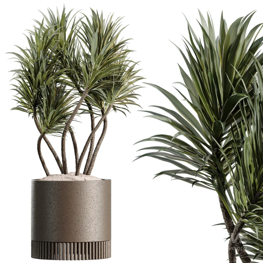 AV Indoor Plants Set 508 Yucca Ficus microcarpa Calathea Lutea Sansevieria Olive - Image 4