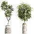 AV Indoor Plants Set 509 Licuala Palm Olive Ficus Binnendijkii Drupifera Areca Palm - Thumbnail 7