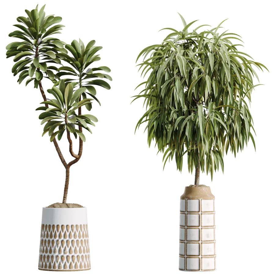 AV Indoor Plants Set 509 Licuala Palm Olive Ficus Binnendijkii Drupifera Areca Palm - Image 7