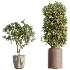 AV Indoor Plants Set 519 Orange Tree Ficus Marginata Alocasia Areca Palm Olive - Thumbnail 8