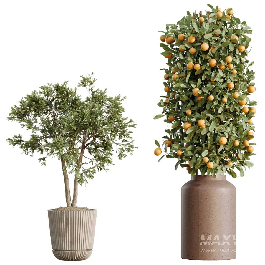 AV Indoor Plants Set 519 Orange Tree Ficus Marginata Alocasia Areca Palm Olive - Image 8